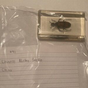 Chinese Blister Beetle - China
